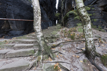 The ascent of Lilienstein through the woods.