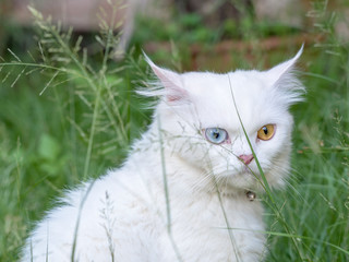 Naklejka na ściany i meble Portrait of Persian white cat with 2 Different-Colored Eyes - Selective focus