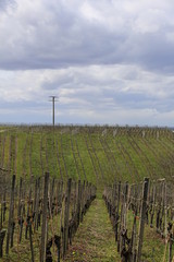 Obraz premium View into a bare vineyard in spring