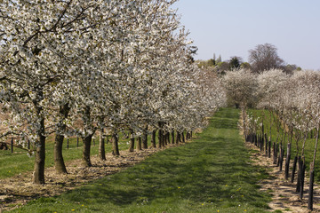 Orchard with blossoming pear trees