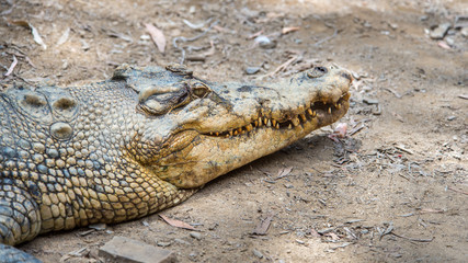 Saltwater Crocodile, Hartleys's Crocodile Adventures, QLD, Australia