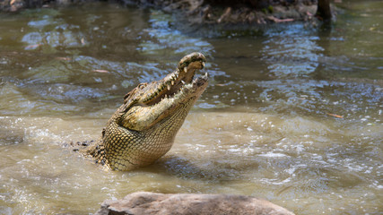 Saltwater Crocodile, Hartleys's Crocodile Adventures, QLD, Australia