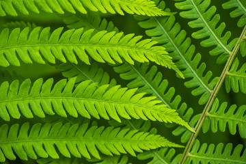 Fern leaf in the forest - green nature background