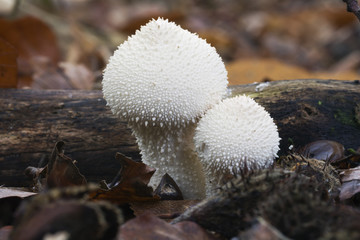 Common puffball in the wood.
