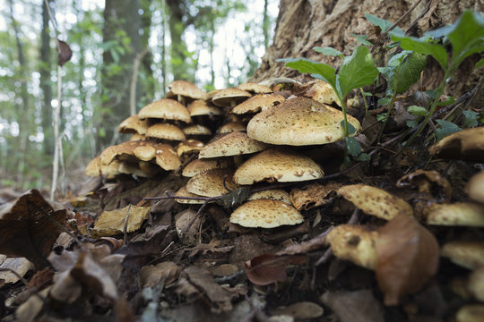 Shaggy scalycap at the base of a tree.