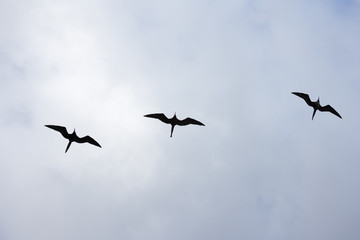 Silhouette of three frigatebirds against a cloudy sky in horizontal frame.