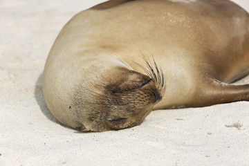 Sea lion pup sleeping topside down on the beach.