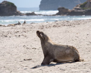 Sea lion, Seal Bay Conservation Park, Kangaroo Island, SA, Australia