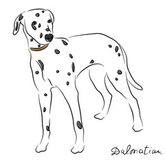 Vector illustration of a dog. Dalmatians. dog sketch painted by hand.