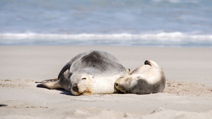 Sea lions, Seal Bay Conservation Park, Kangaroo Island, SA, Australia