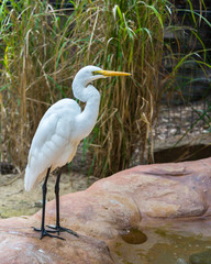 Intermediate Egret, Featherdale Wildlife Park, NSW, Australia