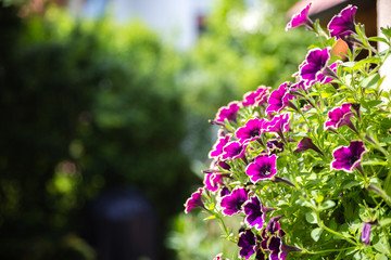 Beautiful garden