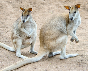 Rock-wallabies, Featherdale Wildlife Park, NSW, Australia