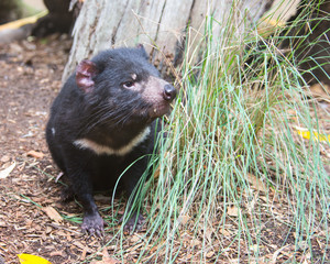 Tasmanian Devil, Featherdale Wildlife Park, NSW, Australia