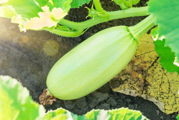 growing fruit zucchini
