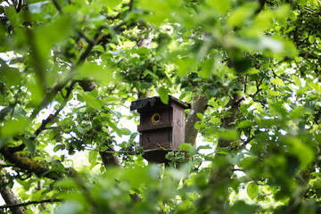 Birdhouse in garden