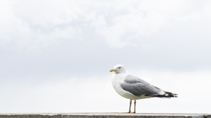 sea gull bird postcard