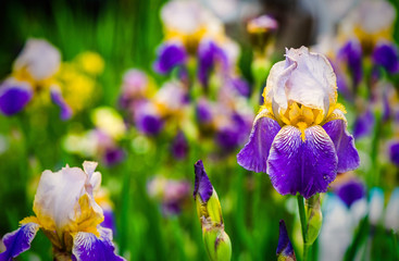 purple iris flower on green background