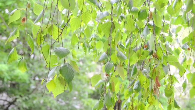 Nature background of birch leaf fluttering on wind