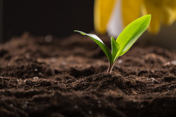 Sprout in ground