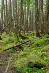 苔の森
