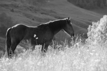 atmospheric, horse standing in atmospheric translucent light, black and white