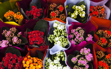 Flowers on the market