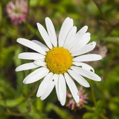 Oxeye daisy, Leucanthemum vulgare, flower macro with bokeh background, selective focus, shallow DOF