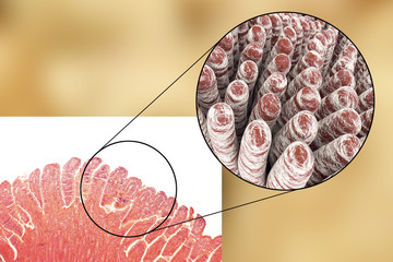 Villi of small intestine, light micrograph and 3D illustration