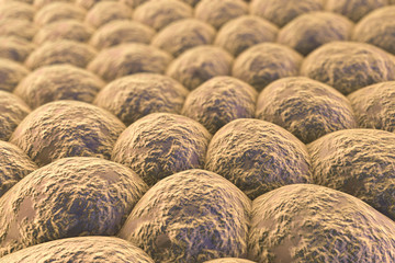 Layer of cells, 3D illustration