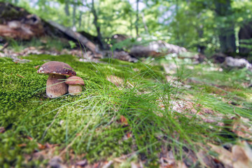 porcini mushroom