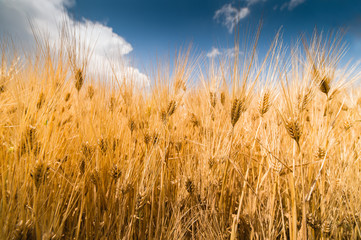 Obraz premium Ripe wheat at sunset