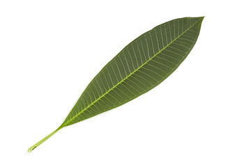 Frangipani leaf
