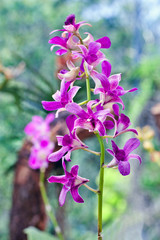 Dendrobium Orchid on blurred background