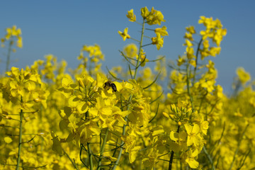 Honey bee on a rapeseed blossom