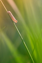 caterpillar on grass