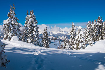 Winter landscape