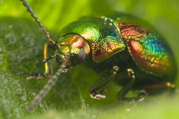 Rainbow beetle