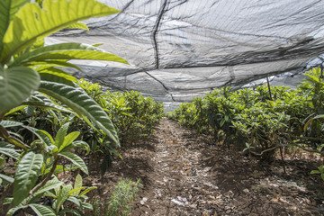 Loquat tree plantation