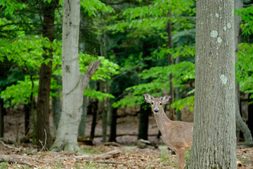 Deer at forest