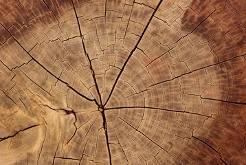 surface of old wood cut texture