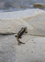 Salamander.