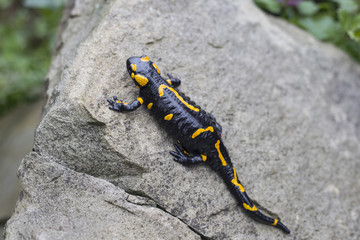 Salamander.