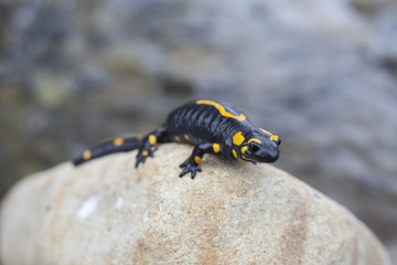Salamander.