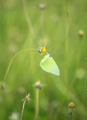 Common Grass Yellow butterfly (Eurema hecabe contubrenalis (Moor