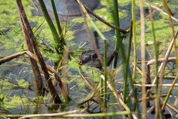 Florida Softshell Turtle / Softshell Turtle hiding in the marsh