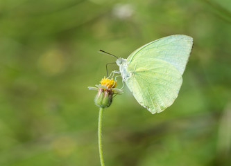 Common Grass Yellow butterfly (Eurema hecabe contubrenalis (Moor