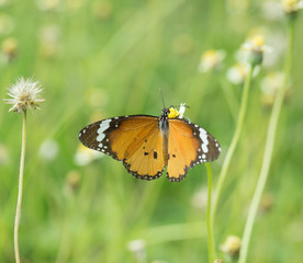 Plain Tiger butterfly (Danaus chrysippus butterfly) on a flower