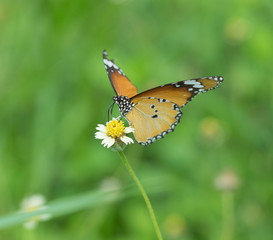 Plain Tiger butterfly (Danaus chrysippus butterfly) on a flower