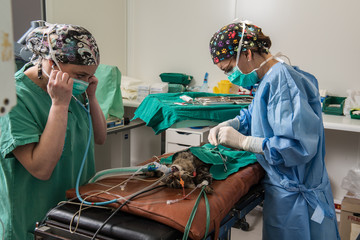 Le vétérinaire chirurgien opère une chatte, ablation chirurgicale de ovaires..Un matériel de...